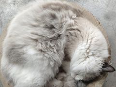 -喵屿·大理花园猫咖