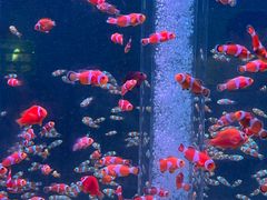 -海合安成都极地海洋公园