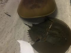 -石家庄海洋公园