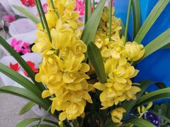 -重庆市江北嘴中央商务区中央公园