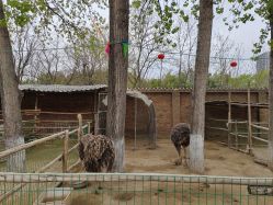 -上美四季动物农场