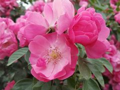 -皇家美孚·蛋糕外送(东部佳世客店)