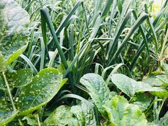 -农家小院土菜馆(斩坑桥店)