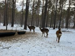 -北极村旅游风景区