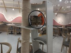 -喵园·猫主题咖啡厅·撸猫·猫咖(国贸店)