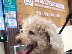 -美联众合动物医院·24h京西诊疗中心