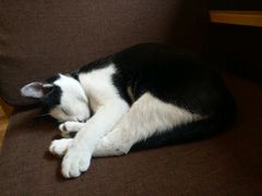 -猫的天空之城概念书店(杭州南宋御街店)