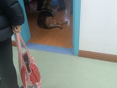 -北京观赏动物医院·24小时大型综合·猫专科·异宠专科