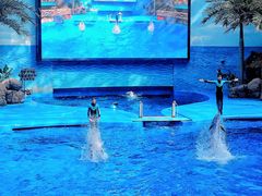 -海合安成都极地海洋公园
