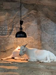 -Zoolung Zoolung动物主题公园(海信广场店)