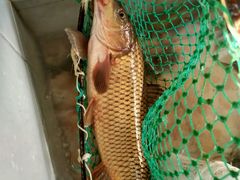 -官厅老勾渔馆(温泉店)