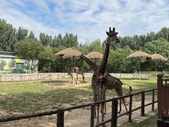 -北京野生动物园