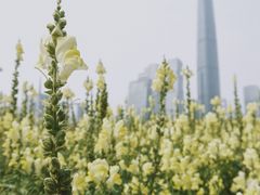 -海心沙亚运公园