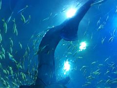 -成都浩海立方海洋公园