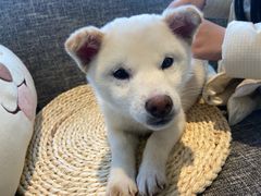 -南京Hallo宠物乐园·哈罗犬舍·柴犬繁育基地
