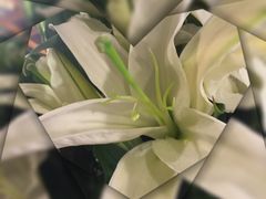 -静岸花卉园艺(三星坊店)