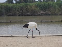 -盐城丹顶鹤湿地生态旅游区