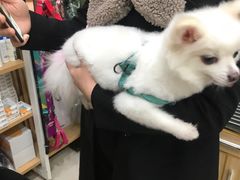 -瑞鹏宠物医院·猫科·宠保定点(梅溪湖分院)