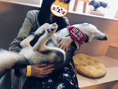-Husky Go! 哈士奇体验馆·宠物咖啡厅狗咖