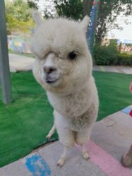 -萌宠亲子动物乐园(槐房万达店)