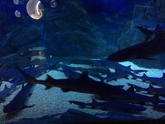 -烟台海昌鲸鲨海洋公园