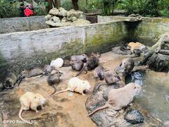 -海南热带野生动植物园