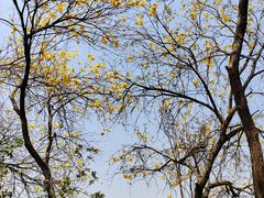 -广西壮族自治区药用植物园