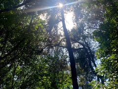 -铁山坪森林公园