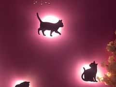 -70cat德文卷毛猫·缅因猫纯种猫舍