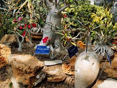 -国家植物园南园