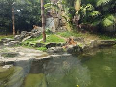 -深圳野生动物园