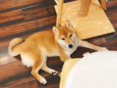 -豆柴町-柴犬主题狗咖(红鼎国际C座店)