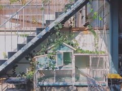 -喵屿·大理花园猫咖