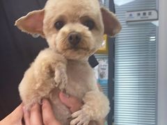 -小叮当动物医院·骨科·眼科