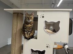 -Cappucimeow猫咪咖啡馆(韦伯时代店)