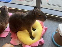 -FAIRYLAND龙族星球主题餐厅(凯丹广场店)