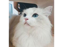 -瞄一喵猫咖(格力海岸店)