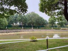 -金沙湖公园
