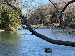 -井之头恩赐公园