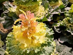 -中国天府农业博览园