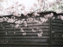 -高东镇樱花园
