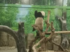 -灵玲国际马戏城