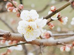 -苏州上方山国家森林公园