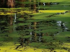 -渌洋湖湿地公园
