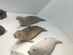 -青岛海底世界-水族馆