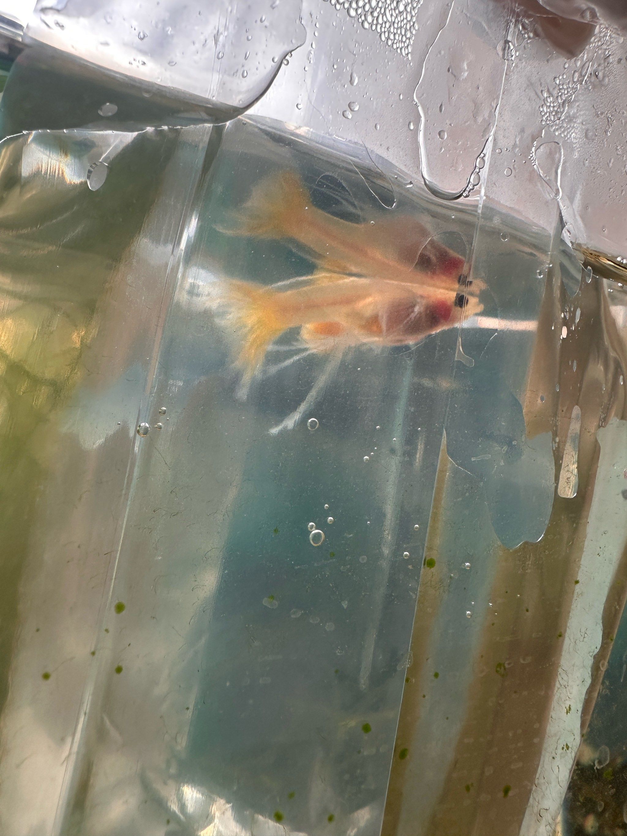 新买的黄金玻璃猫孔雀鱼入缸啦!好贵的崽!