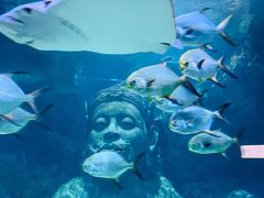 -暹罗海洋世界