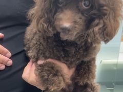 -利又安动物医院··老年病·猫科犬科·中兽医