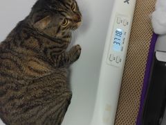 -博特宠物医院24h犬猫全科.骨科·异宠