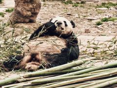 -都江堰中华大熊猫苑